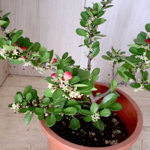 ハートの木♡ハートツリー♡ハリツルマサキ♡4寸鉢♡ アートフラワー