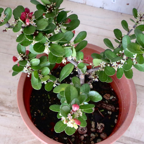 ハートの木♡ハートツリー♡ハリツルマサキ♡4寸鉢♡ アートフラワー