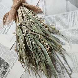 カワラハハコ ドライフラワー 200g 雄花 ドライフラワー Fine 通販
