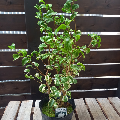 ベンジャミン バロック 斑入り ベンジャミナ シタシオン その他