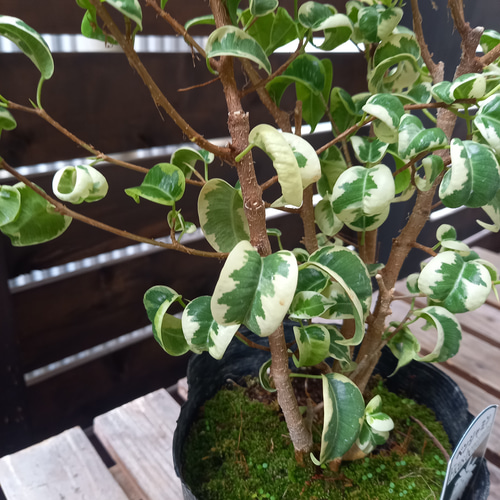 ベンジャミン バロック 斑入り ベンジャミナ シタシオン その他