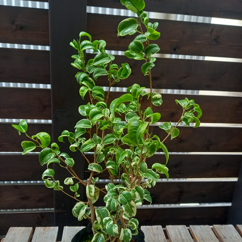 ベンジャミン バロック 斑入り ベンジャミナ シタシオン その他