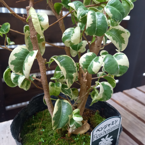 ベンジャミン バロック 斑入り ベンジャミナ シタシオン その他