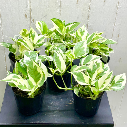 斑入り ポトス エンジョイ ENJOY ポット苗 その他インテリア雑貨