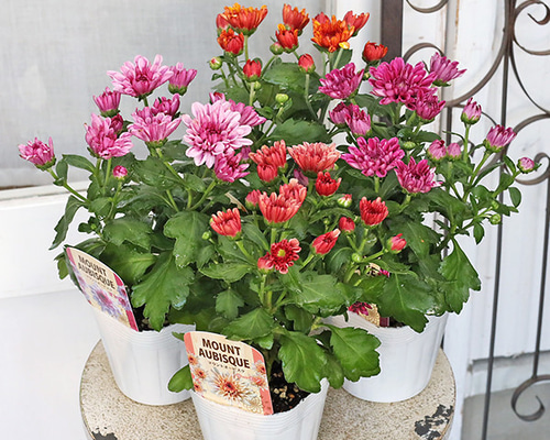 花苗 フローラマム マウントオービスク サーモン アプリコット ピンク