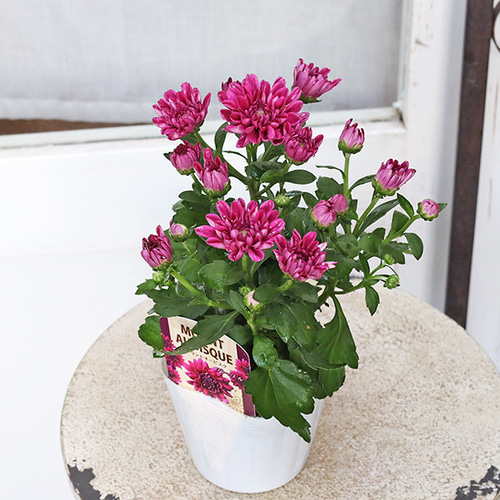 花苗 フローラマム マウントオービスク サーモン アプリコット ピンク