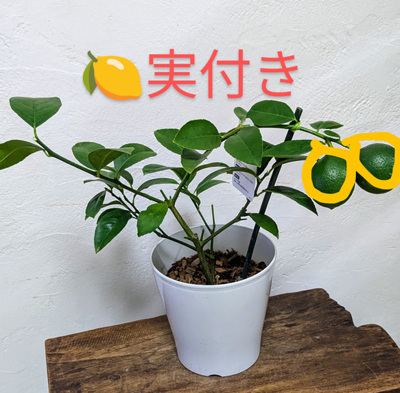 レモン 実付苗 大株 送料無料！ 楽天市場】【送料無料】大実レモン