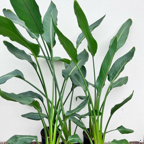 ストレチア レギネ＊極楽鳥花＊観葉植物＊ アートフラワー bloom
