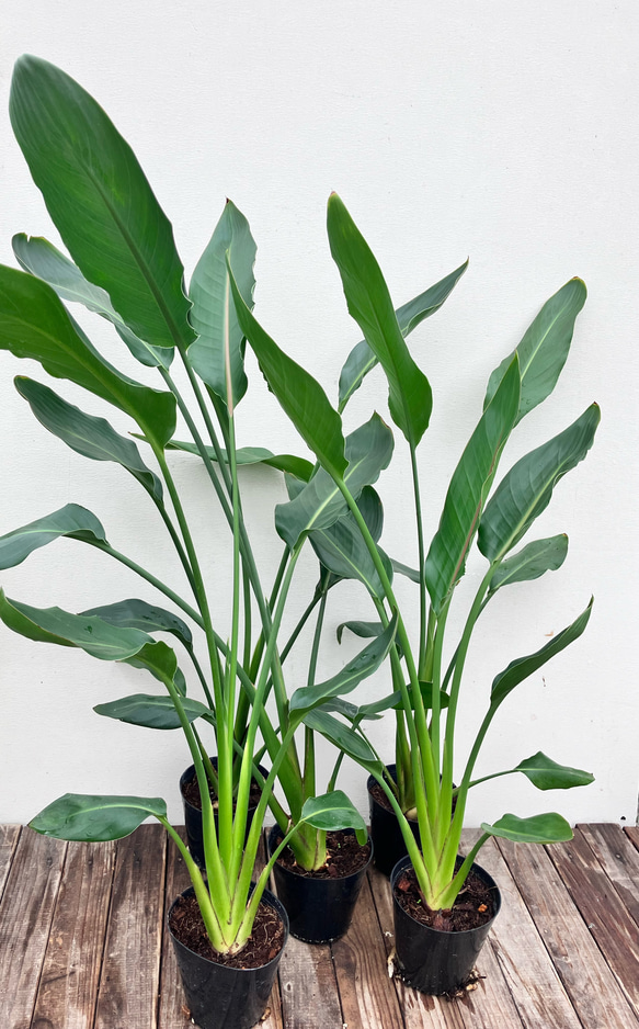 ストレチア レギネ＊極楽鳥花＊観葉植物＊ アートフラワー bloom town