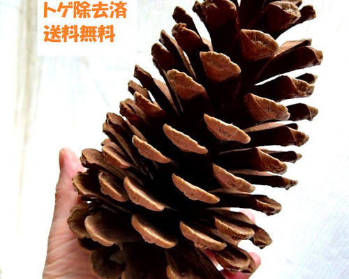 松ぼっくり（Lサイズ3個）「すぐ塗れるよキット」 リース材料 大王松