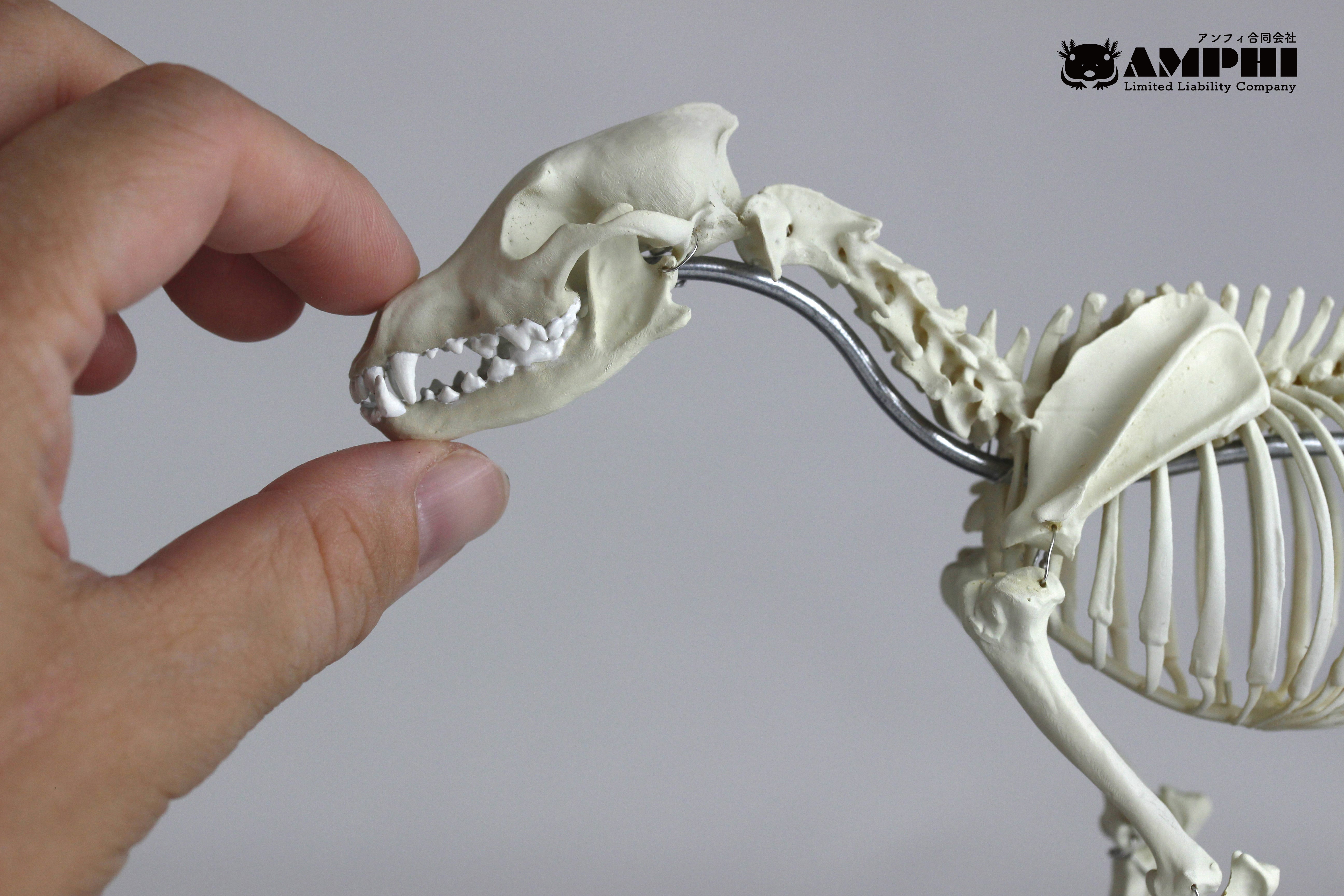 【可動式】ニホンオオカミ　縮小全身骨格レプリカ Japanese wolf （納期：3週間）