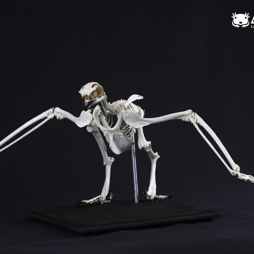 可動式】クマタカ 縮小全身骨格レプリカ Mountainhawk eagle （納期：3