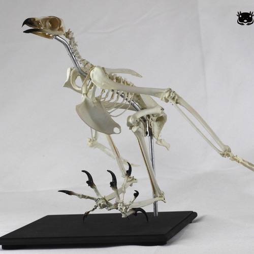 可動式】クマタカ 縮小全身骨格レプリカ Mountainhawk eagle