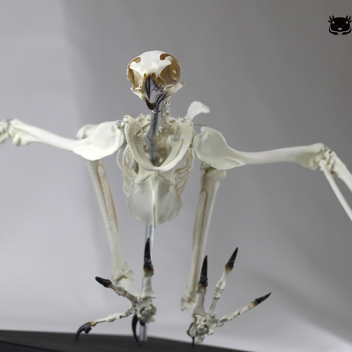 可動式】クマタカ 縮小全身骨格レプリカ Mountainhawk eagle （納期：3