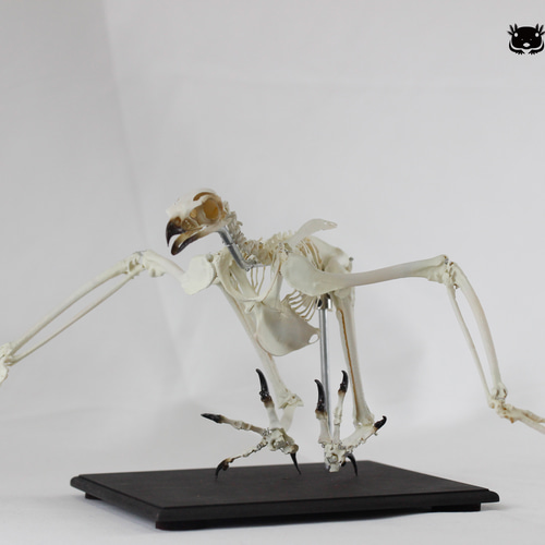 可動式】クマタカ 縮小全身骨格レプリカ Mountainhawk eagle （納期：3