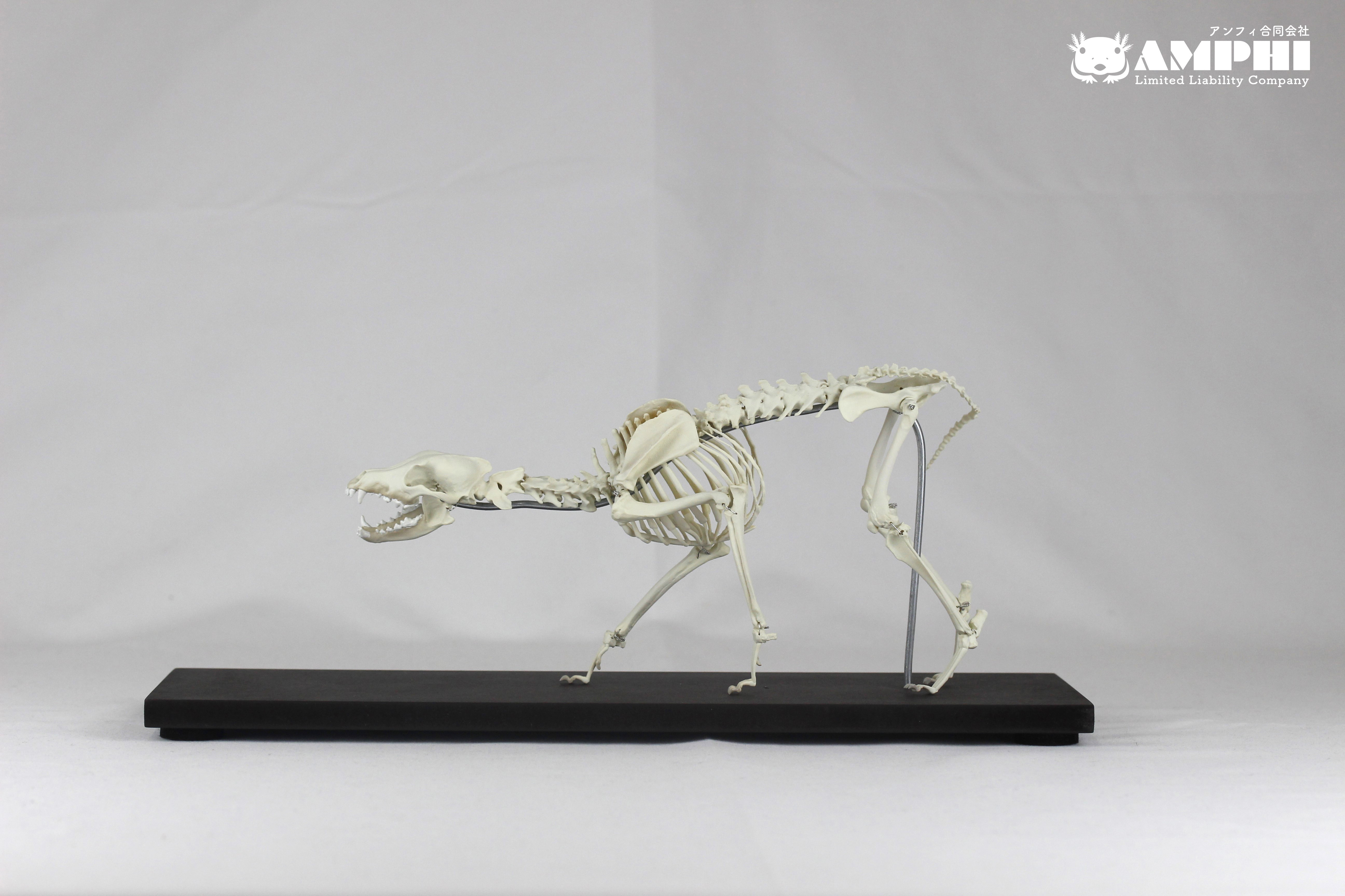 【可動式】闘うニホンオオカミ　縮小全身骨格レプリカ Fighting Japanese wolf （納期：3週間）