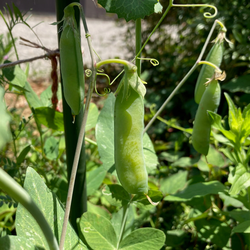 自然農】赤えんどう豆 種子 20粒 その他アート うみのもり❀ Umi no