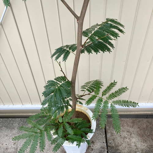 ネムの木 エバーフレッシュ 曲がり 鉢皿 種 2株 ネムノキ エバー