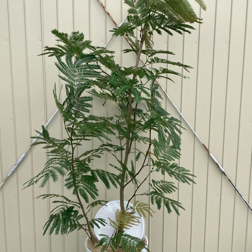 ネムの木エバーフレッシュ鉢皿付き