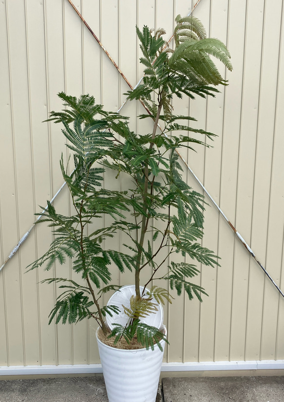 ネムの木　エバーフレッシュ　鉢皿付き　種付き ネムの木 エバーフレッシュ 鉢皿付き 【公式通販】