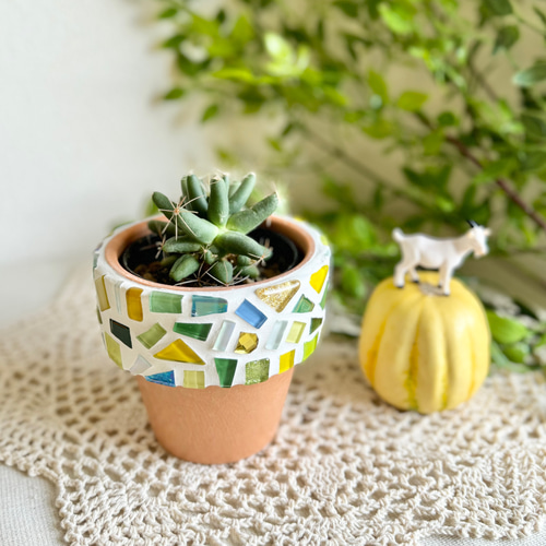 クトウテン 鉢のみ 植物はつきません クトウテン 鉢のみ 植物はつき