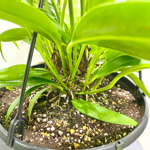 原種 アンスリウム バーケリー 吊り鉢 その他インテリア雑貨 PLANTS