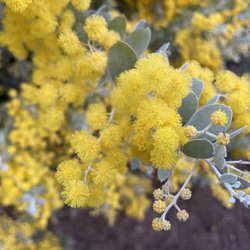 25c77b0916da84393629c0ad247716