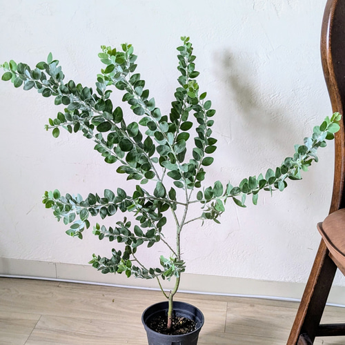 人気種♥ パールアカシア シンジュバアカシア クイーンズランド