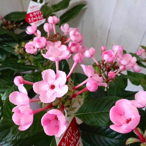 ニオイザクラ♡ルクリア♡スイートルビー♡ アートフラワー nico