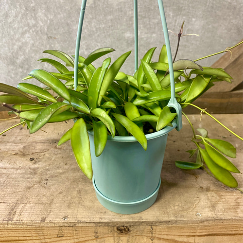 ☘観葉植物☘ホヤ チャイナビーンズ⑤ ロンギフォリア 観葉植物 ホヤ