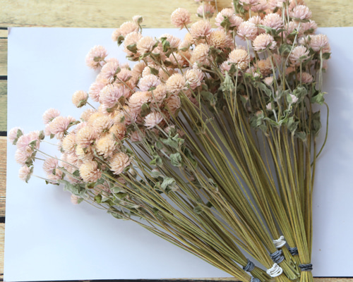 千日紅茎長め 淡いピンク100本 ドライフラワー その他素材 lemon-time