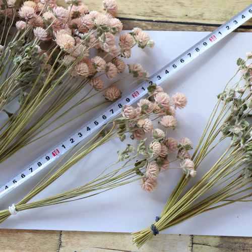 千日紅茎長め 淡いピンク100本 ドライフラワー その他素材 lemon-time