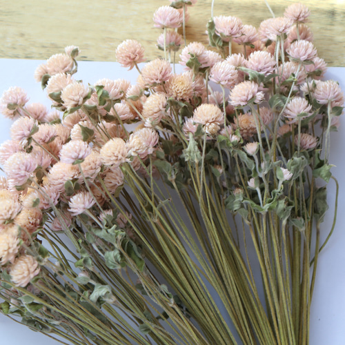 千日紅茎長め 淡いピンク100本 ドライフラワー その他素材 lemon-time