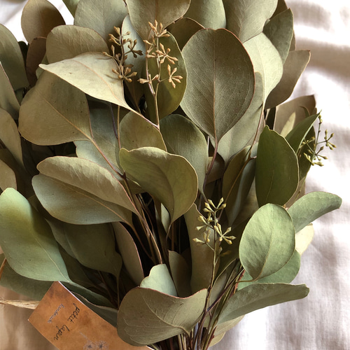 特価】ポポラスベリー ユーカリ スワッグ LM 35cm ＊ ドライフラワー