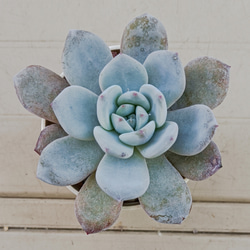 ローズアイスプラム 多肉植物 群生 多肉植物 多肉✩モンスター 通販