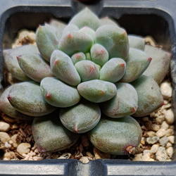 ローズアイスプラム 多肉植物 群生 多肉植物 多肉✩モンスター