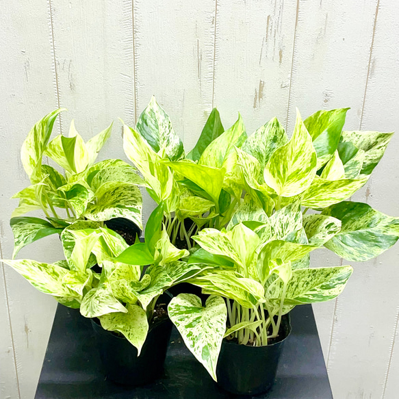 モンステラ・ポトス 緑と白の斑入り ポトス 緑と白の斑入り葉 ホワイト鉢