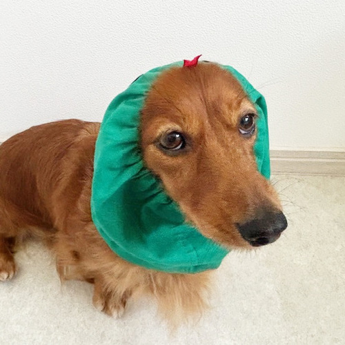 ダックスフンド　 オーダー受付ページ④ 犬の服　犬服　わんこ　ダックス ダックスフンド オーダー受付ページ犬の服犬服わんこ