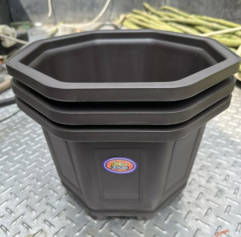 新品　台湾八角鉢　5寸　　Agave鉢　20個
