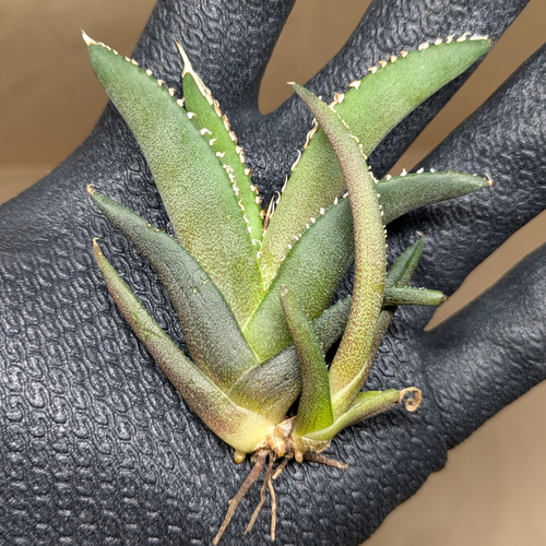 アガベ チタノタ 海王 TC 子株付き 多肉植物 SAWAFARM【サワ