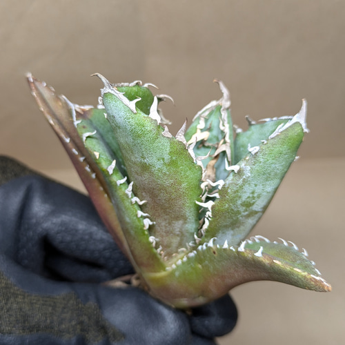 アガベ チタノタ 白鯨 TC 多肉植物 SAWAFARM【サワファーム