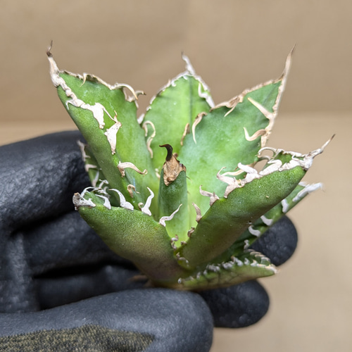 アガベ チタノタ 凱撒 TC 【検】シーザー 多肉植物 SAWAFARM【サワ