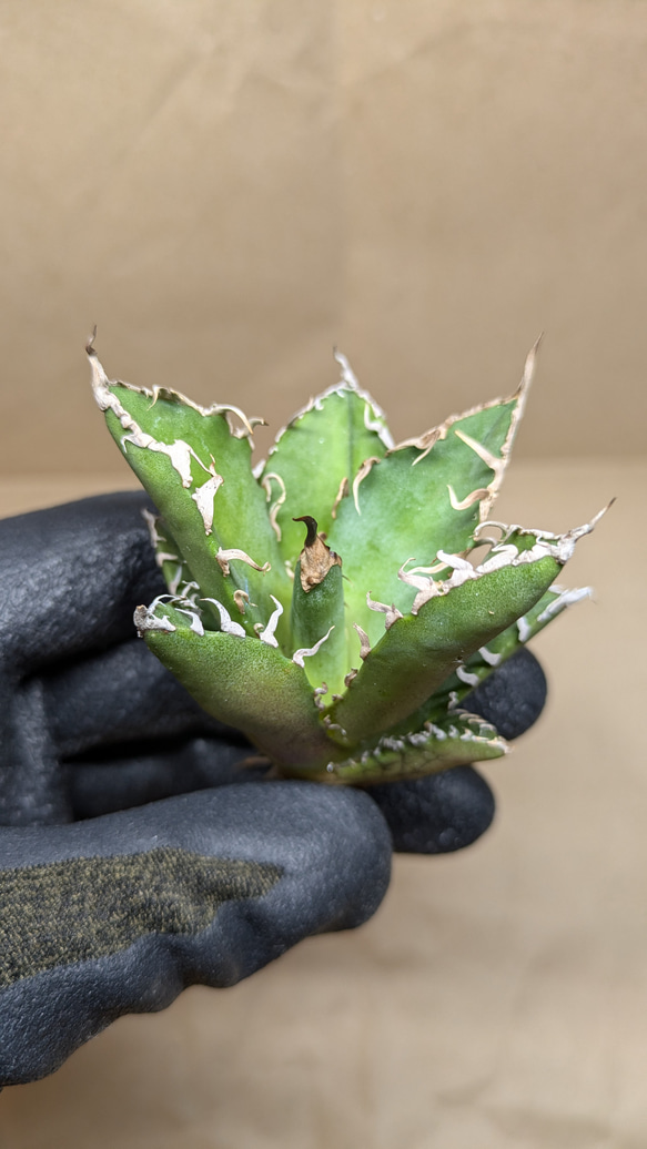 アガベ　チタノタ　シーザー凱撒 アガベ・チタノタ「凱撒（シーザー）」 3.5号鉢 | | チタノタ銘