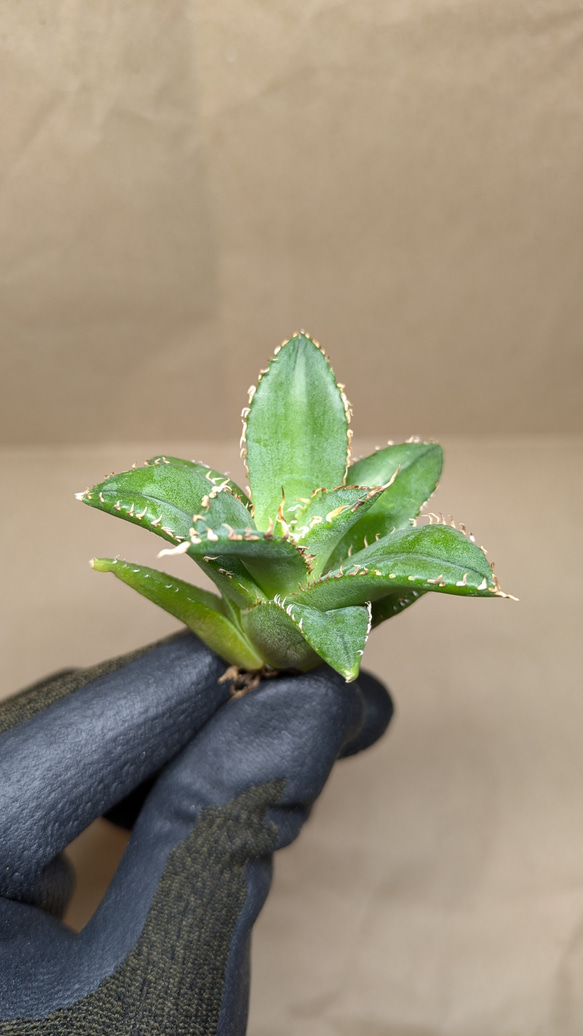 レア【送料込】親株　特大サイズ　フィリグリー　アガベ　チタノタ　圓葉拇指 アガベ フィリグリー レア【送料込】親株 特大サイズ フィリグリー