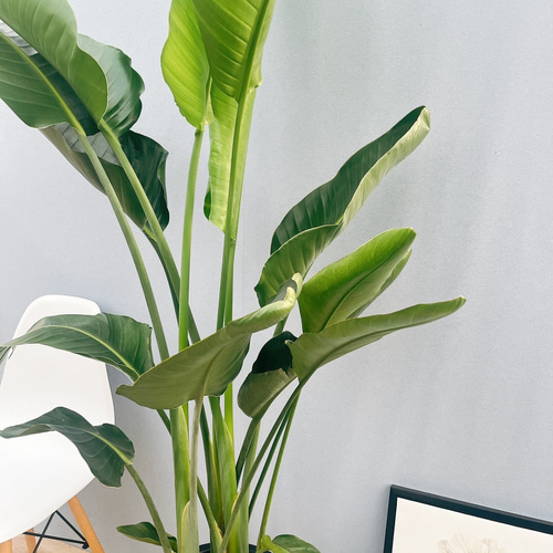 現品］ストレリチアニコライ オーガスタ 10号 尺鉢 観葉植物 大型 室内