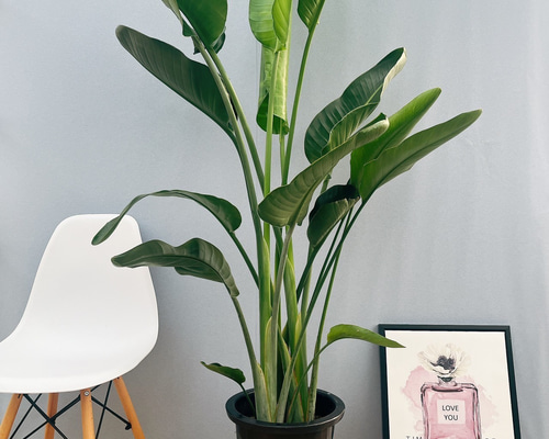 ［現品］N5 ストレリチアニコライ　オーガスタ　10号　観葉植物　大型　室内 現品］N5 ストレリチアニコライ オーガスタ 10号 観葉植物 大型 室内