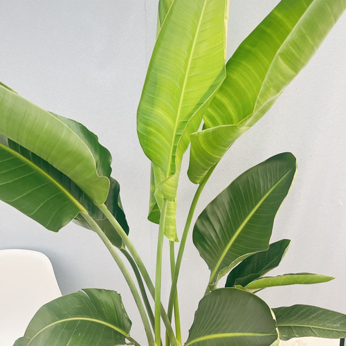 現品］ストレリチアニコライ オーガスタ 10号 尺鉢 観葉植物 大型 室内