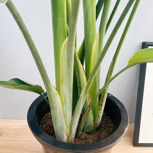 現品］ストレリチアニコライ オーガスタ 10号 尺鉢 観葉植物