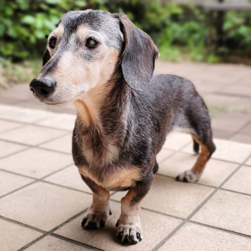 シニアの愛おしさ】minくん❤️【鼻先からお尻まで13.5c】羊毛フェルト