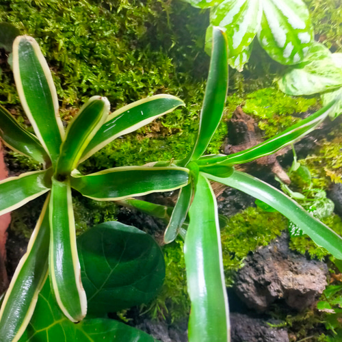 隠れ家付き!苔テラリウム 観葉植物 溶岩石レイアウト 生体飼育 隠れ家付き!苔テラリウム 観葉植物 溶岩石レイアウト 生体飼育